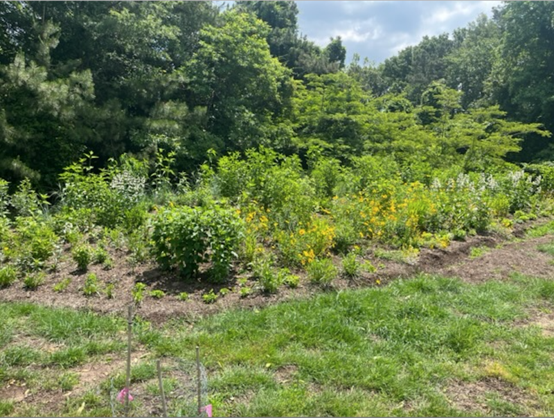 After a year’s hard work from volunteers guided by Sussex Master Gardeners, the UUSD native wildflower pollinator meadow is beginning to bloom at 30486 Lewes Georgetown Highway near Lewes. SUBMITTED PHOTO